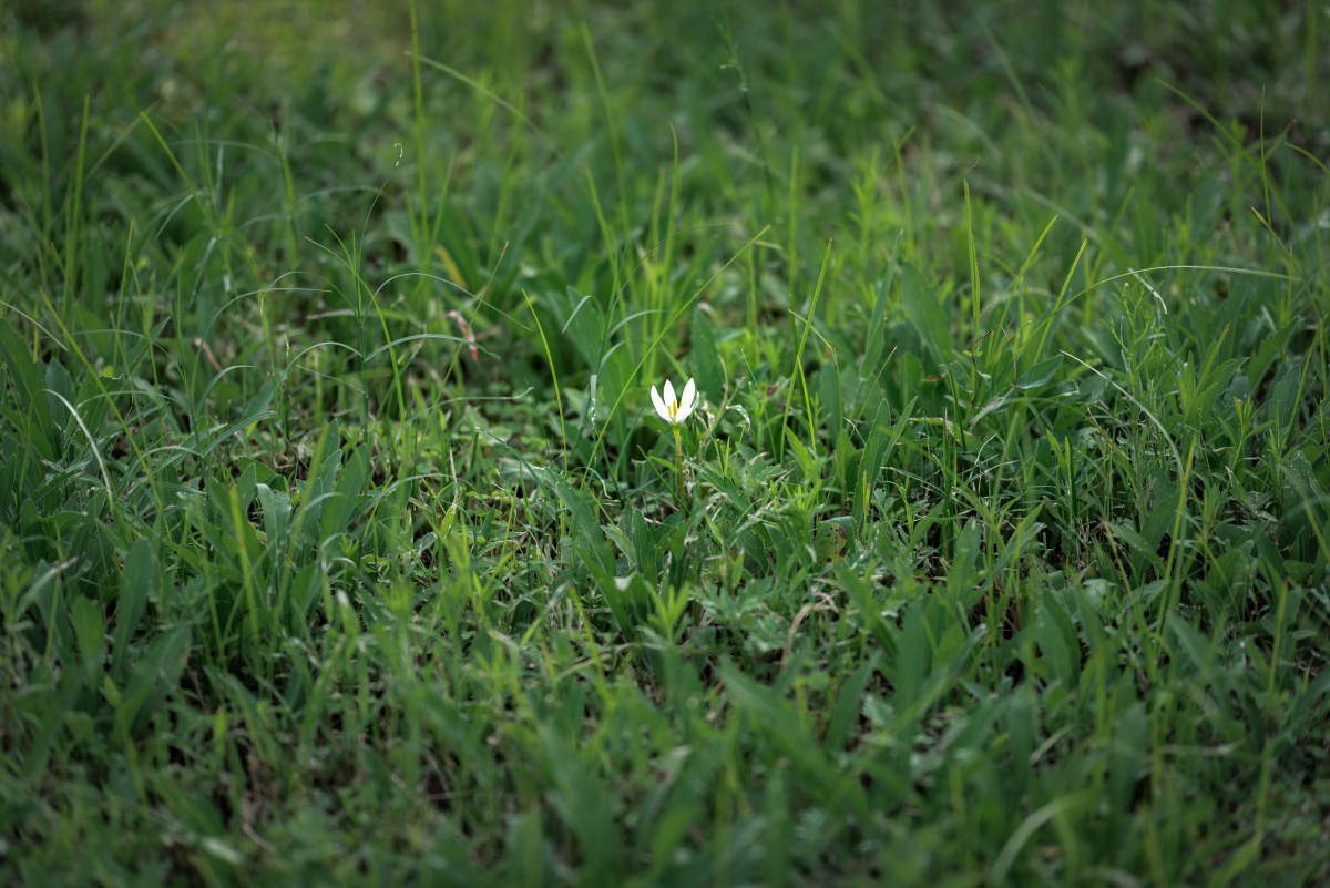 花香阵阵草色青青难留脚步匆匆轻风习习白絮飘飘再踏红尘滚滚