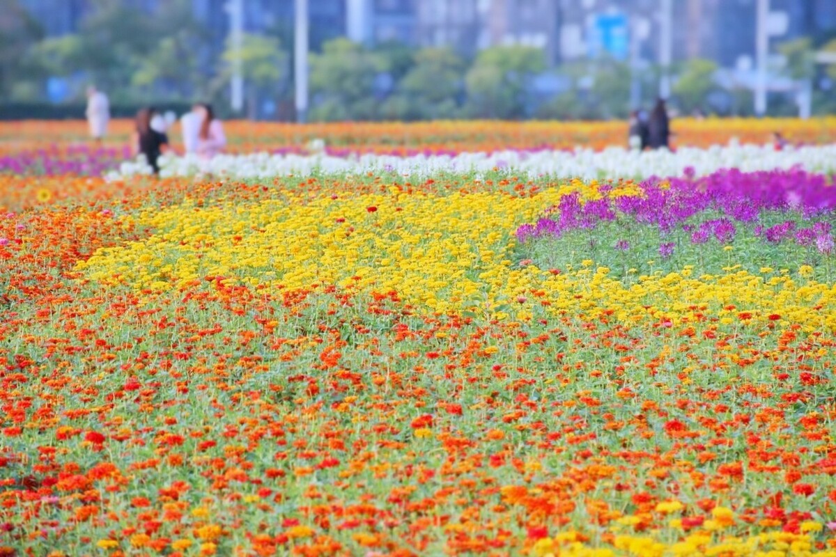 映月湖地铁站的百日菊花海
