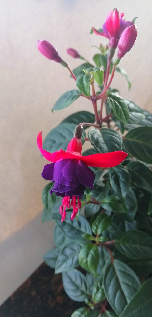 吊钟花