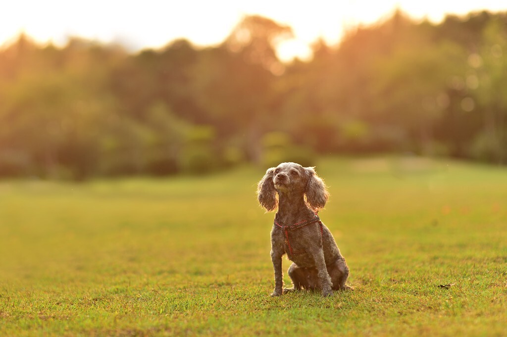 宾利犬