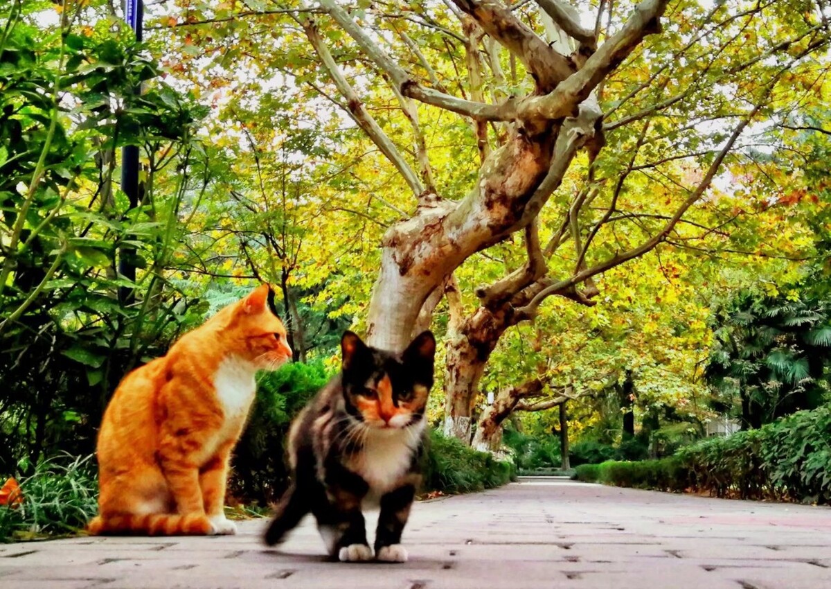 校园猫