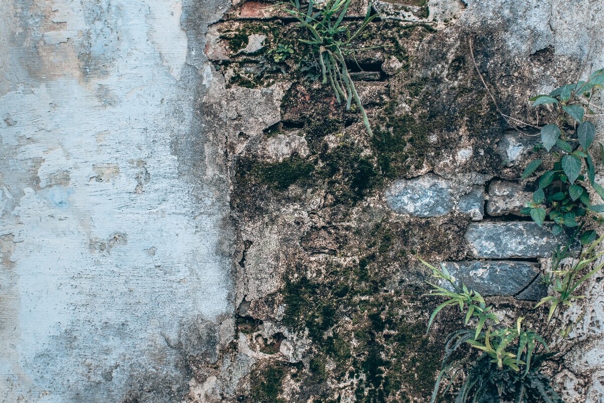 风化的白墙面,青苔之下,不少砖面已经裸露在外,植物也在墙缝中,得到