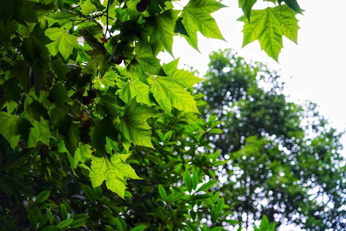 夏日树荫