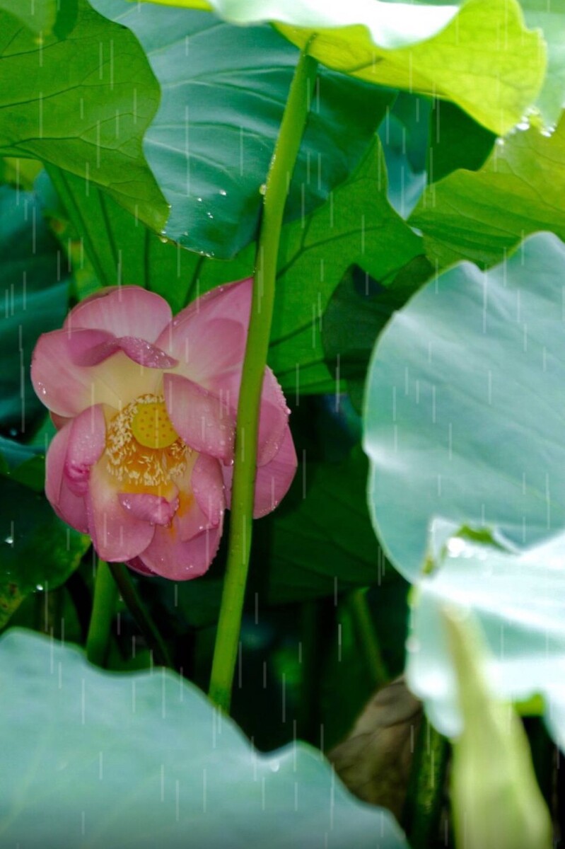 雨荷01