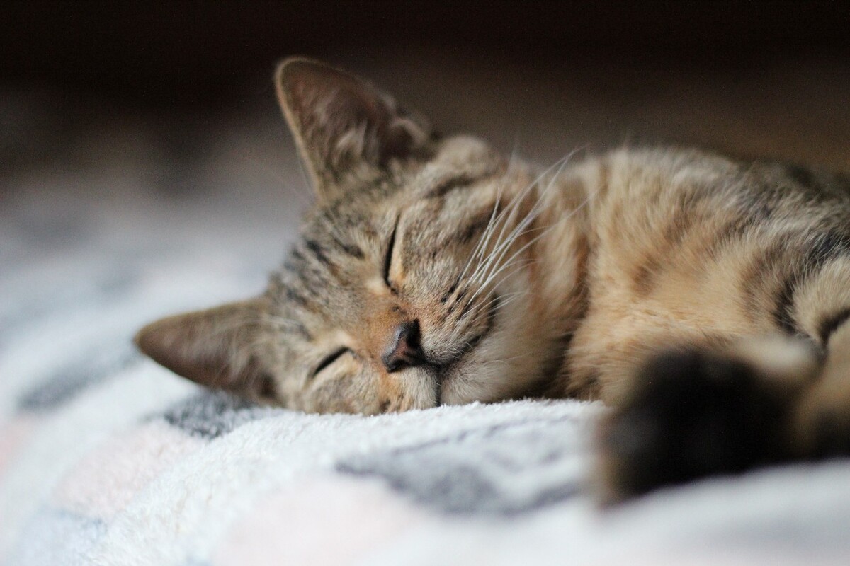 酣睡的猫咪睡着的眯眯眼