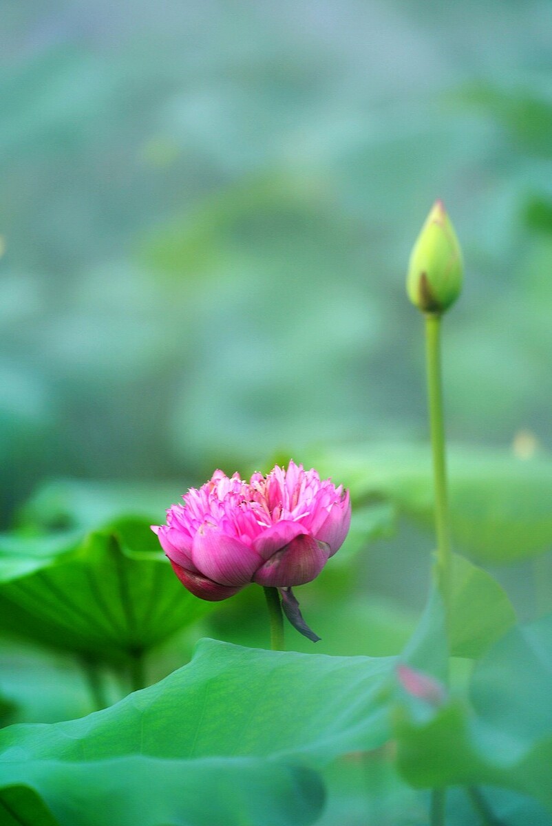 诗意的荷花 - 上善若水麦麦