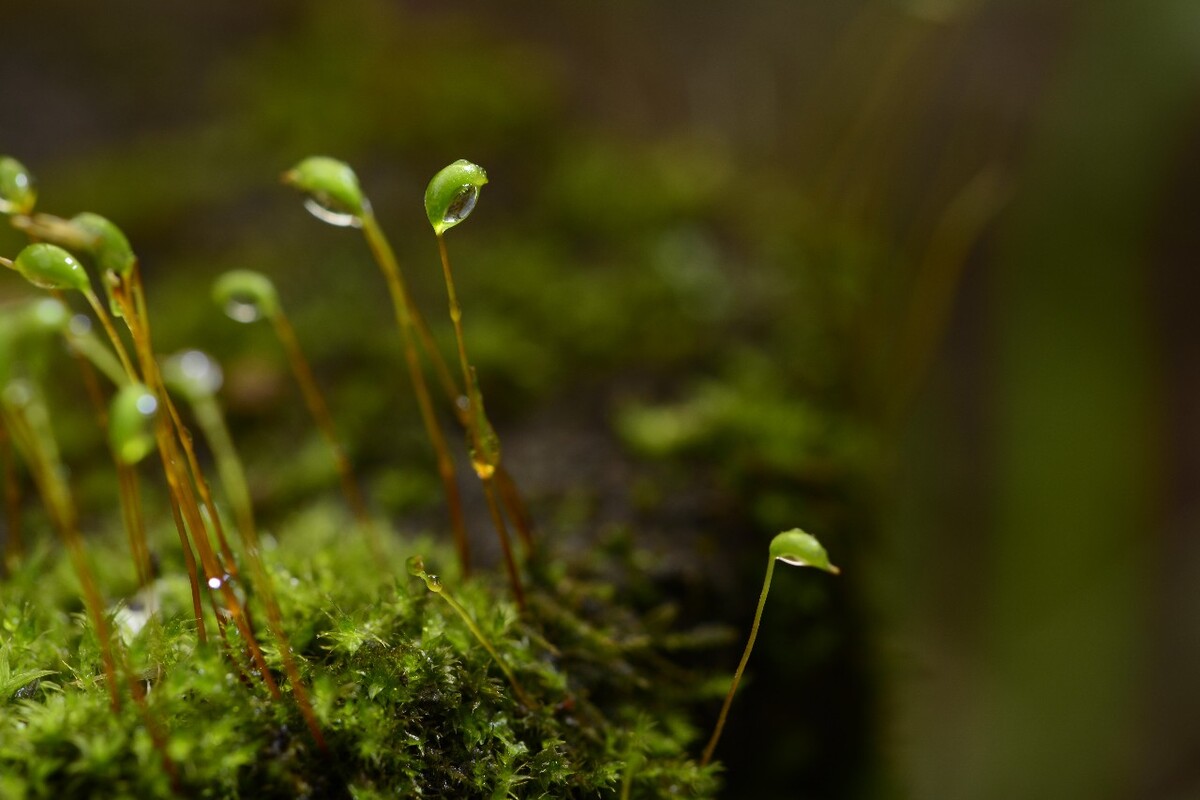 苔花