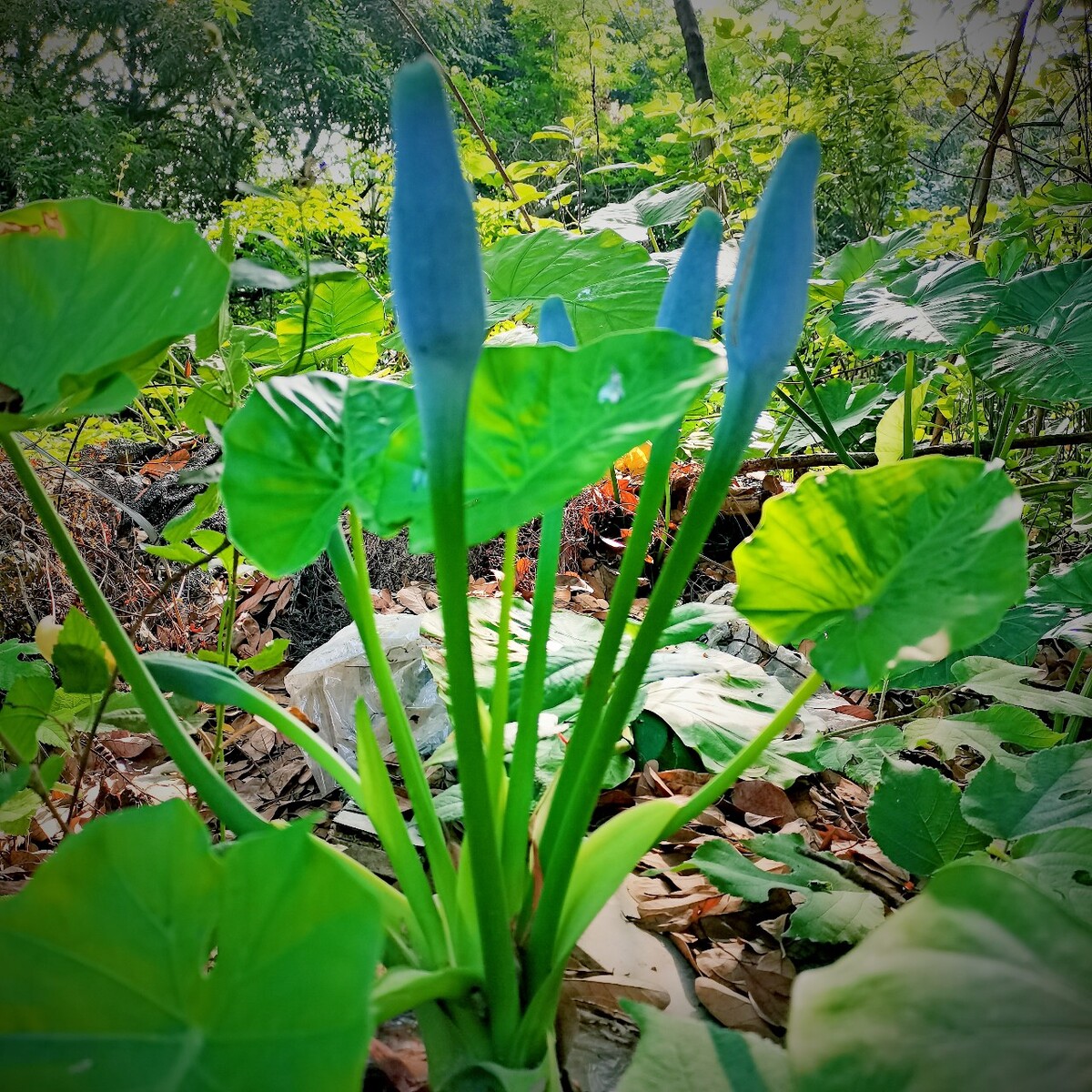 野芋