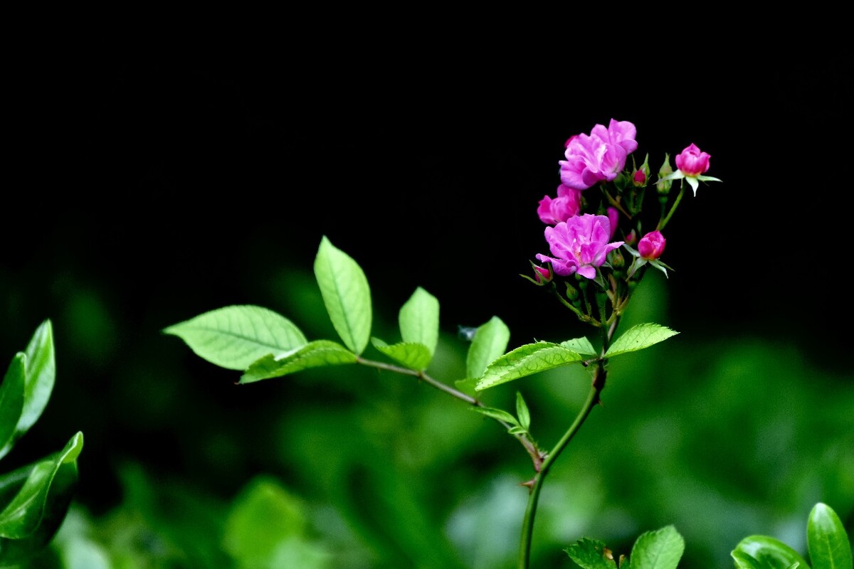 五月的鲜花