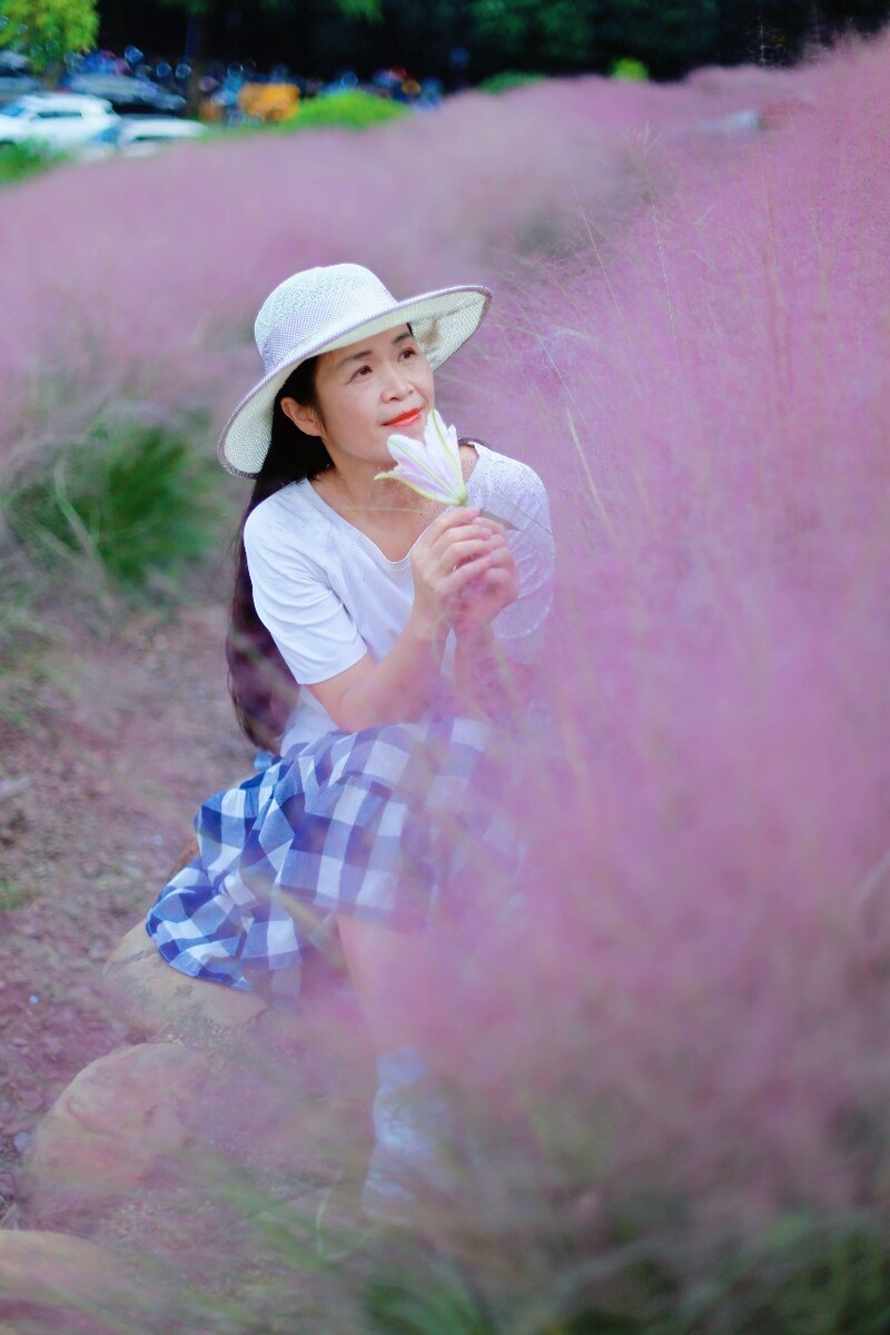 粉黛子草粉色的梦幻