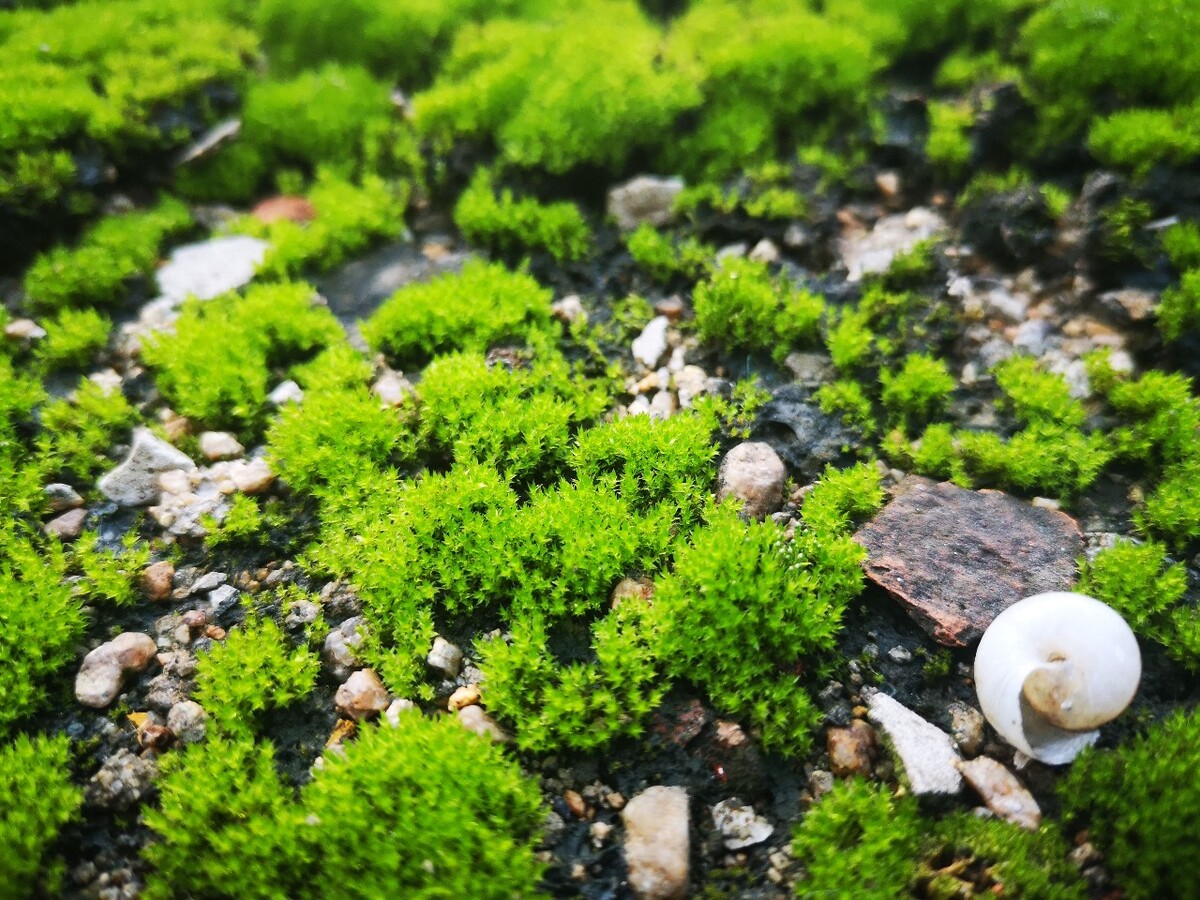 微距苔藓