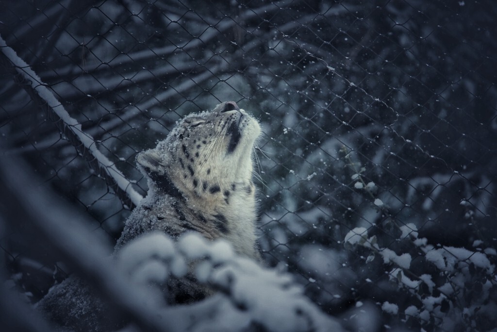 snow leopard雪豹