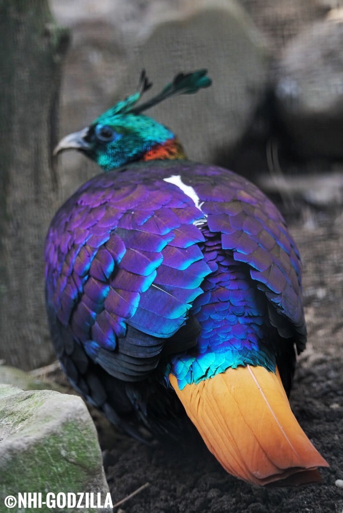 himalayan monal棕尾虹雉