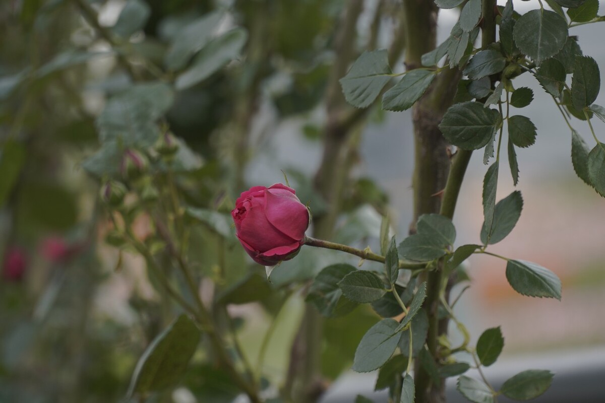 刺玫瑰花图片素材-编号16287877-图行天下