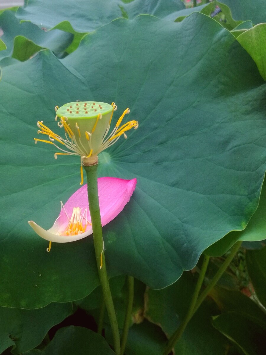 绿肥红瘦