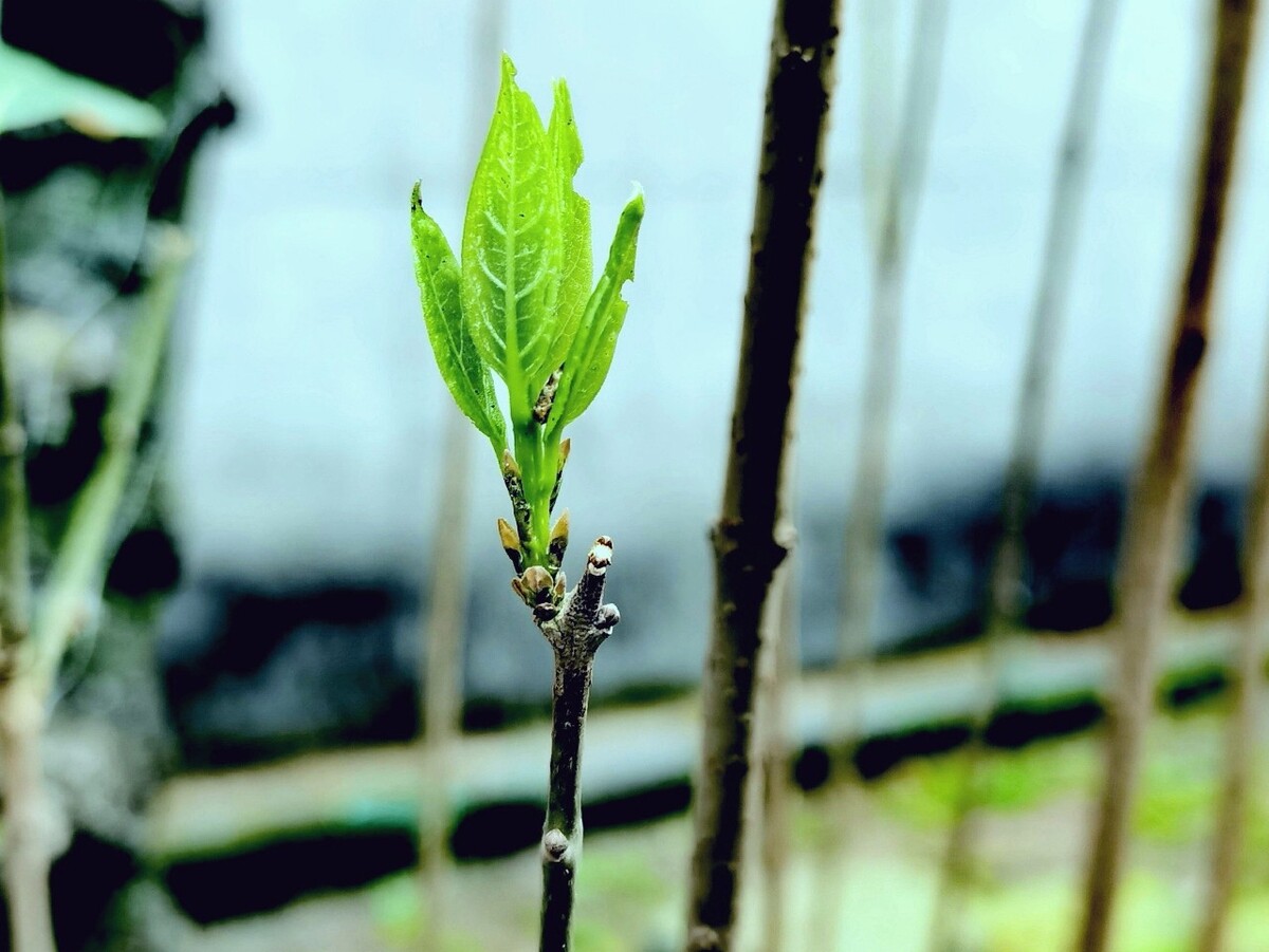 春来百草回绿芽…… - 清茶680
