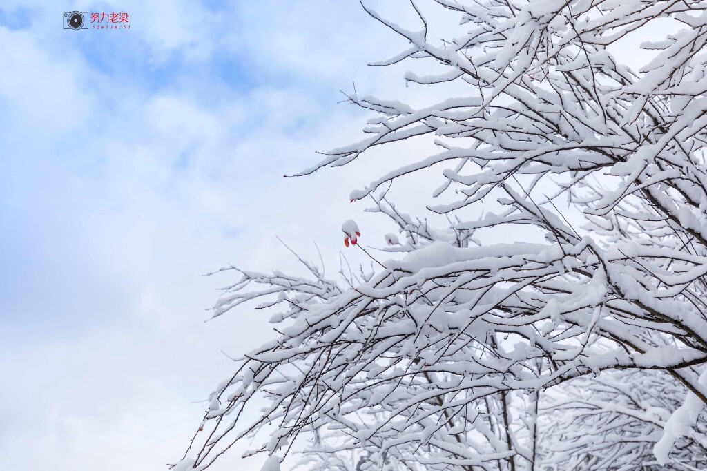 寒冬腊月雪