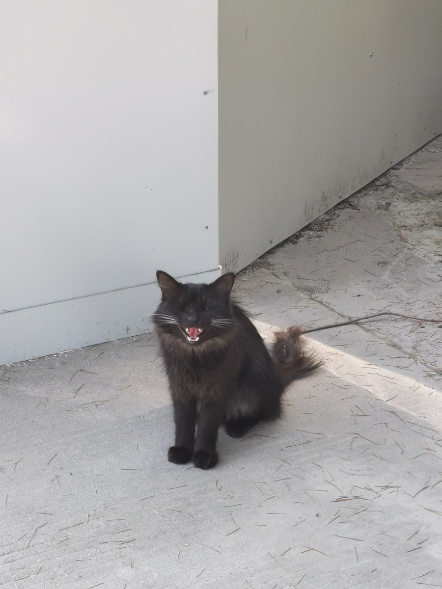 黑猫,动物,野猫