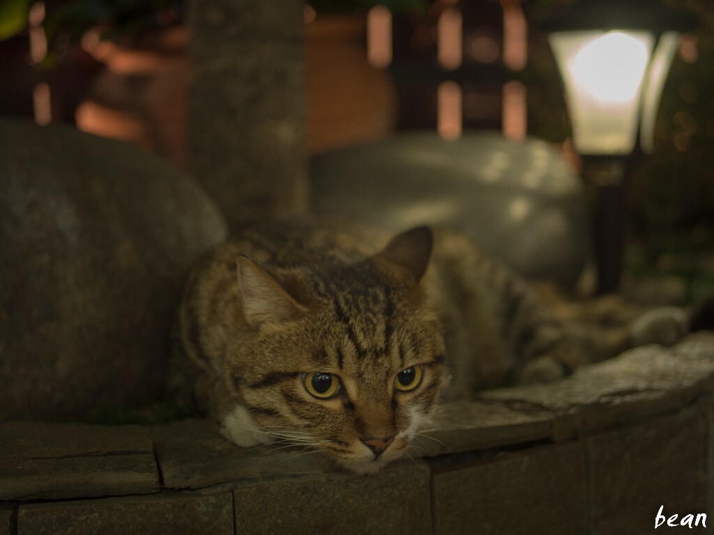 夜晚动物