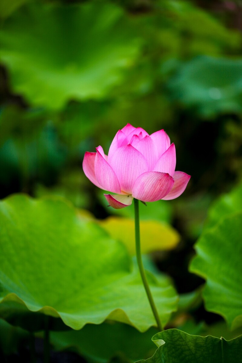 荷花蜜蜂蝴蝶