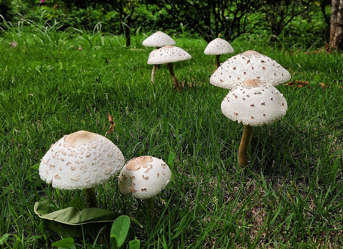 草地上因为几场雨后遍地长满了亭亭玉立白如凝脂的蘑菇她们打着大小不