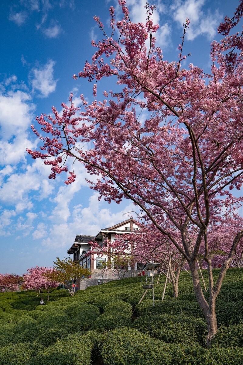 永福樱花