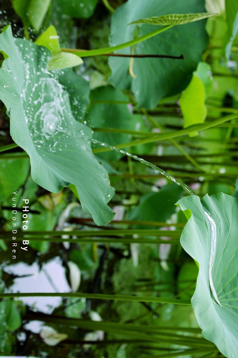 夏雨荷 雨天菏花更精彩