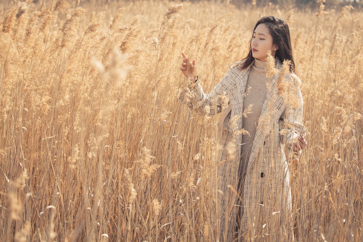 唯美芦苇荡