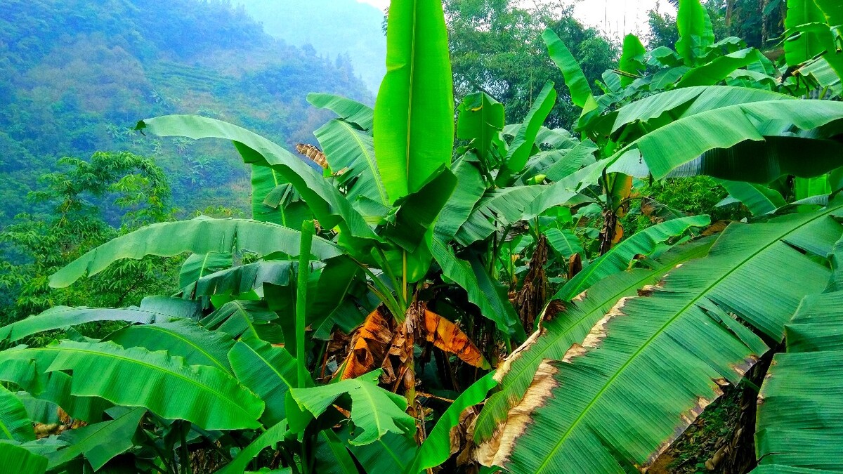 偏远农村里的一片芭蕉树林形成一道优美的风景构成一幅唯美纯朴的图画