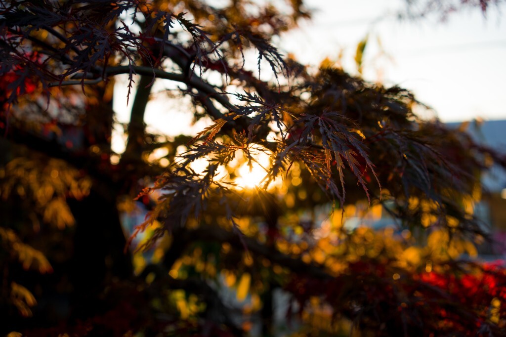 夕枫
