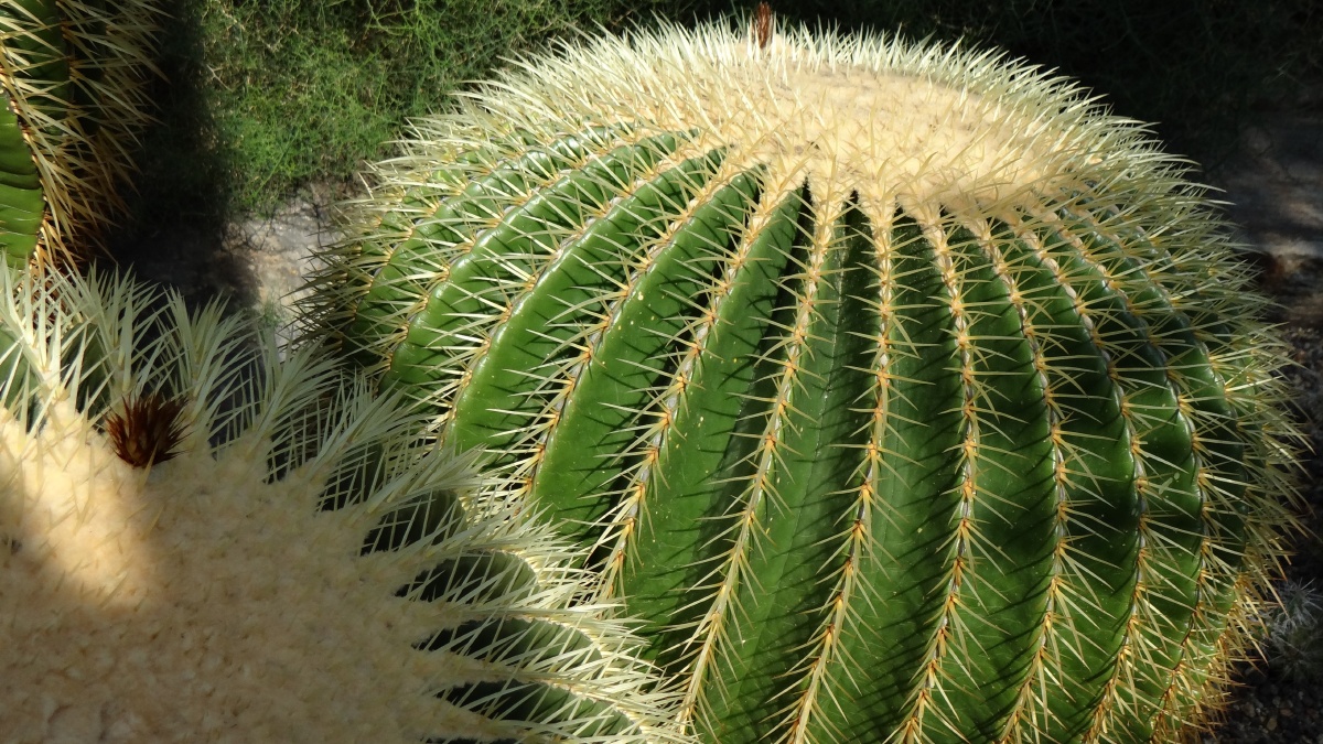 仙人球