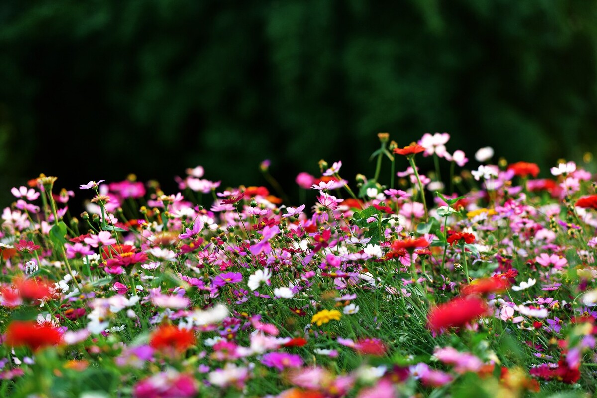 八角花