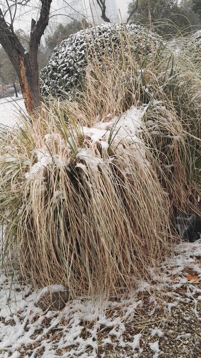 极致光影雪中的芦苇荡
