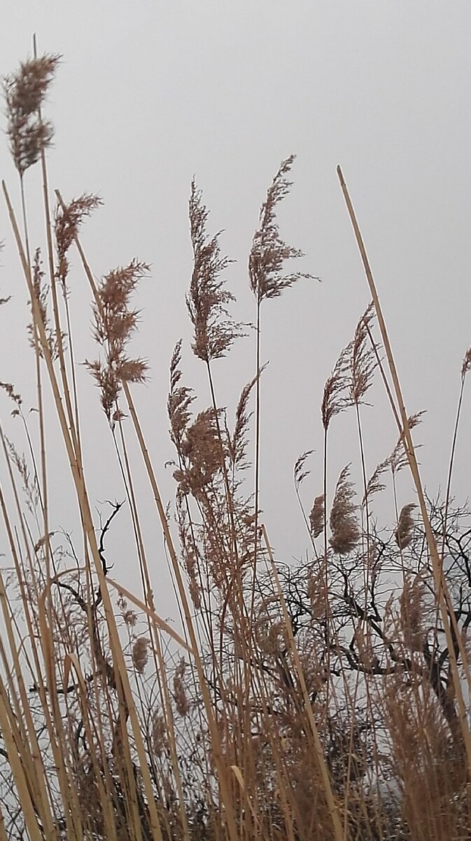 极致光影雪中的芦苇荡