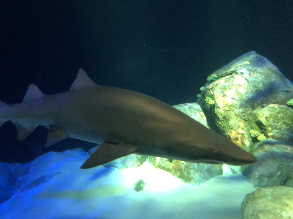 壁纸 动物 海底 海底世界 海洋馆 水族馆 鱼 鱼类 1200_900