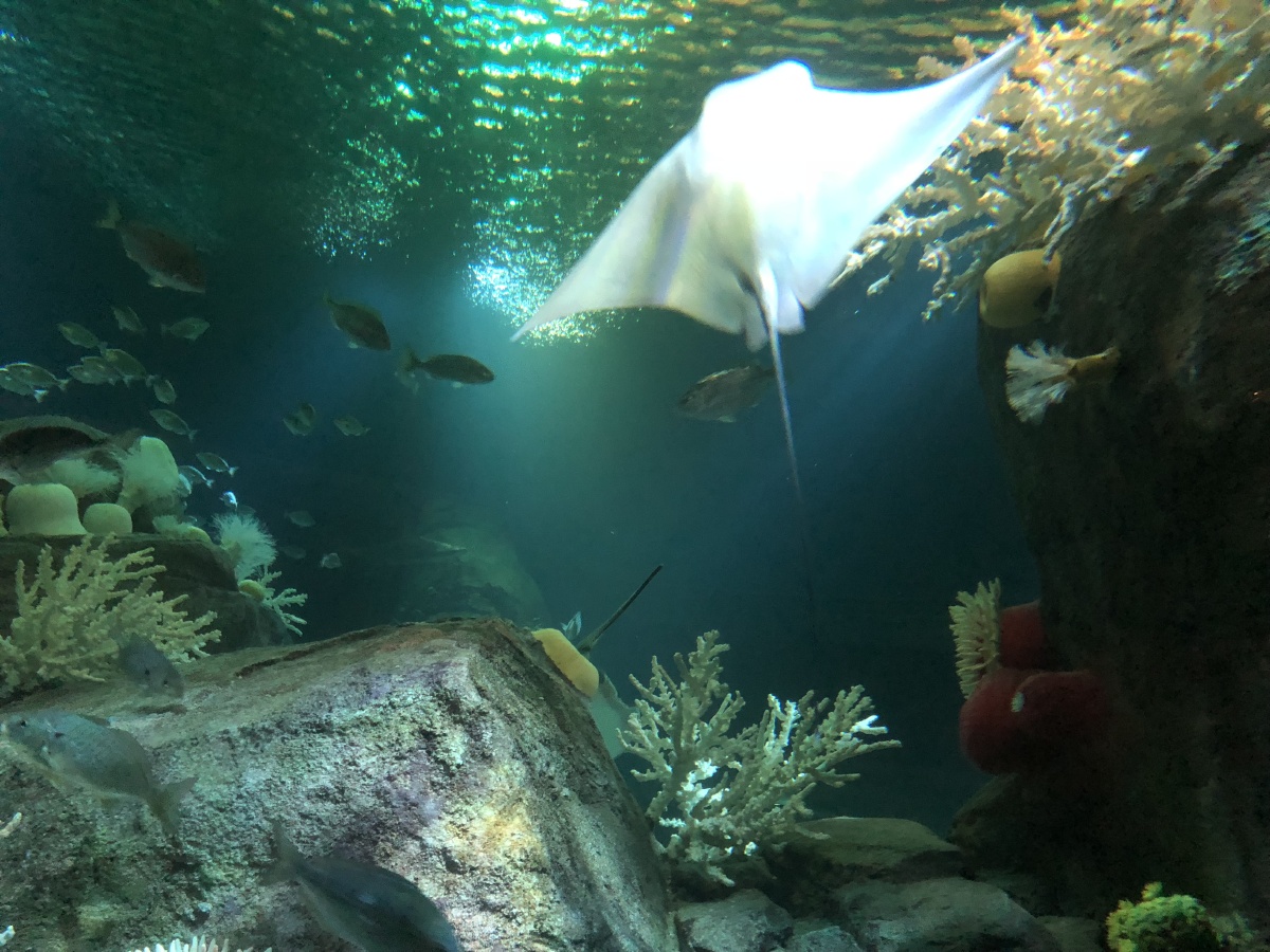 壁纸 动物 海底 海底世界 海洋馆 水族馆 鱼 鱼类 1200_900