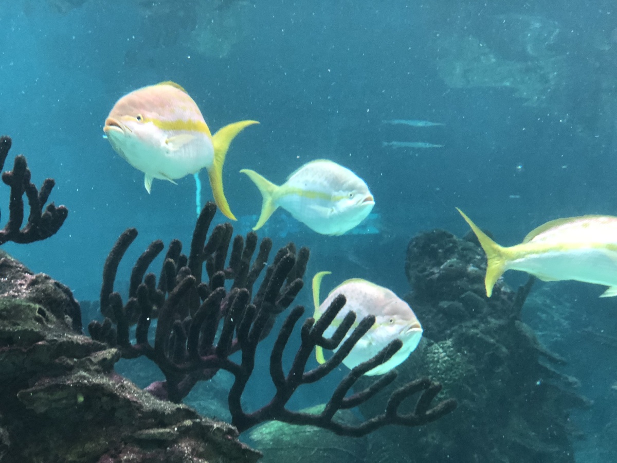 壁纸 动物 海底 海底世界 海洋馆 水族馆 鱼 鱼类 1200_900