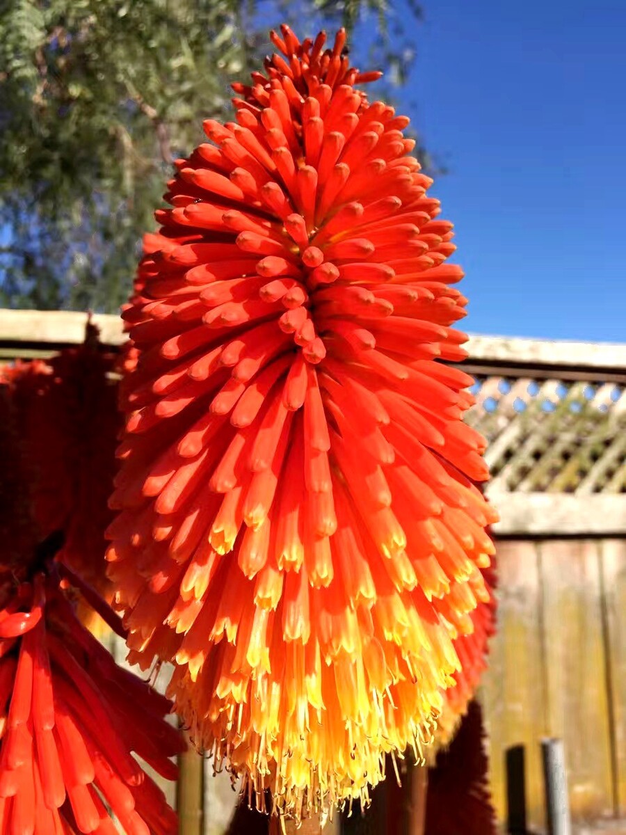 火炬花