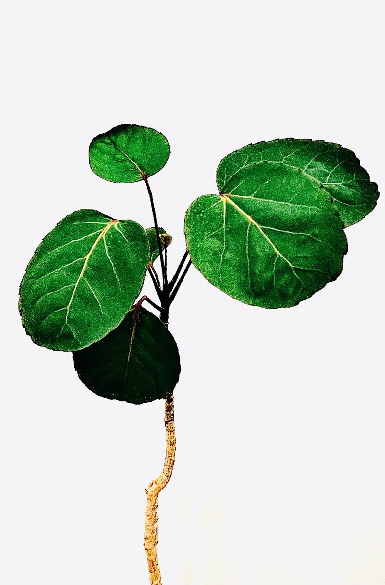 小花南洋参