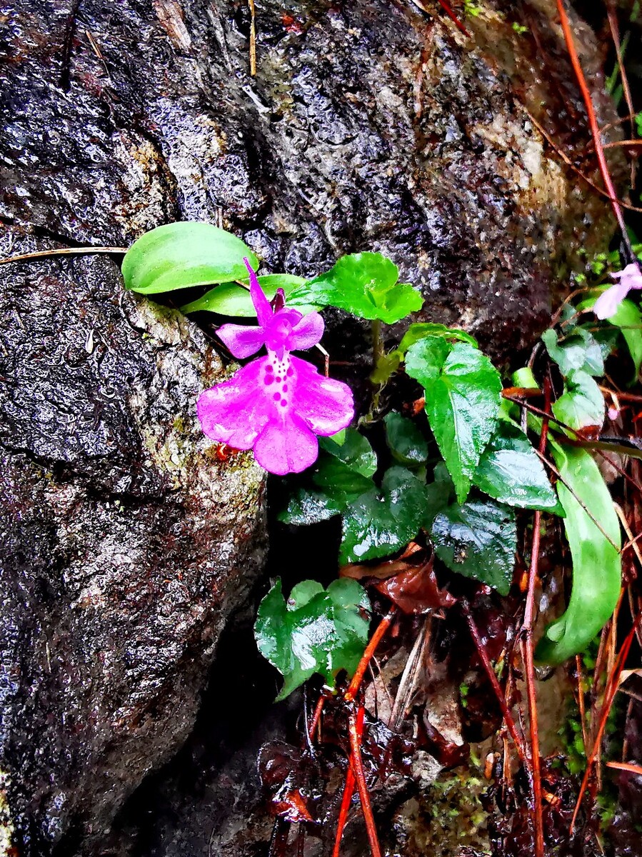 在阴暗潮湿的石缝里一场雨后小花开放
