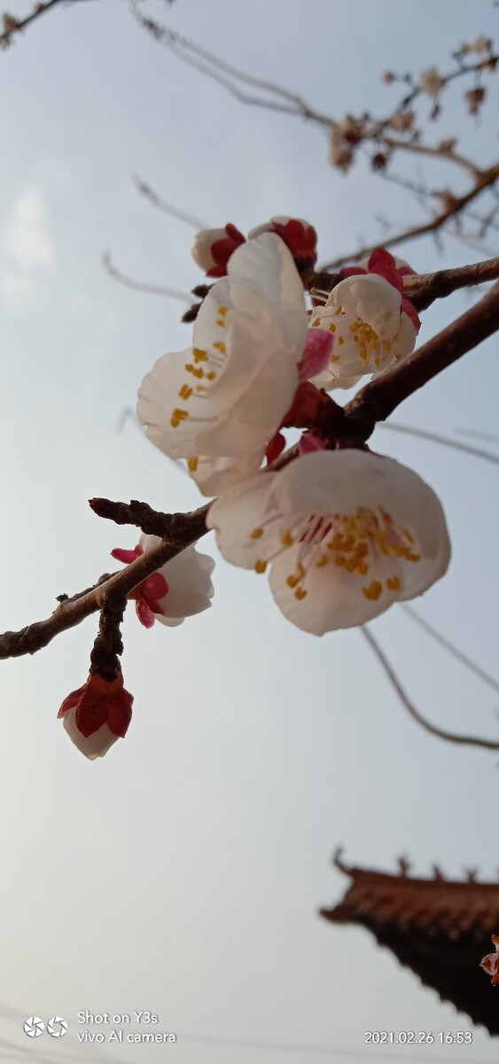 杏花盛开 - 遇见更好的风景 - 图虫
