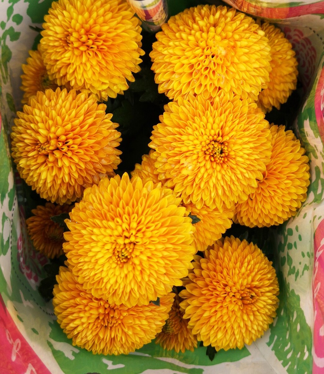 乒乓菊
