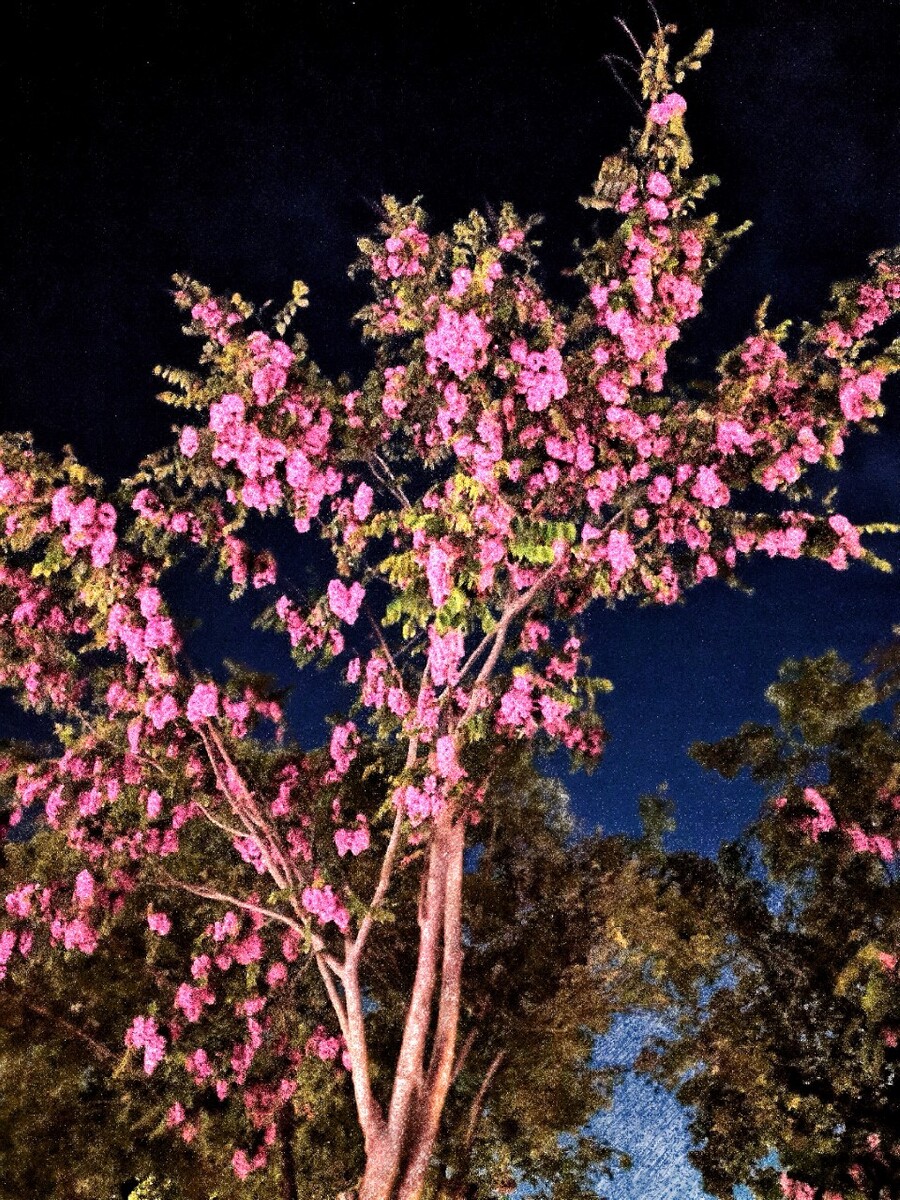 花树夜放