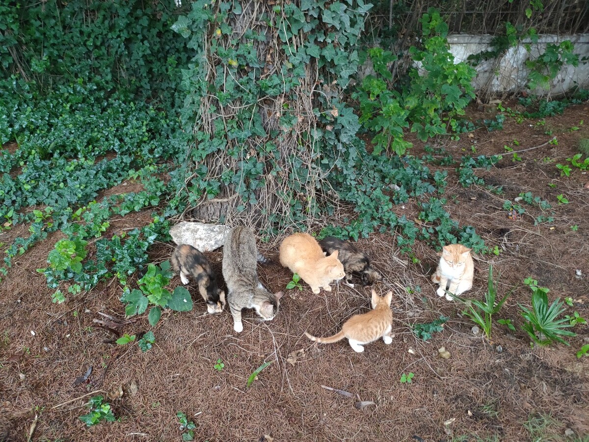 校园流浪猫