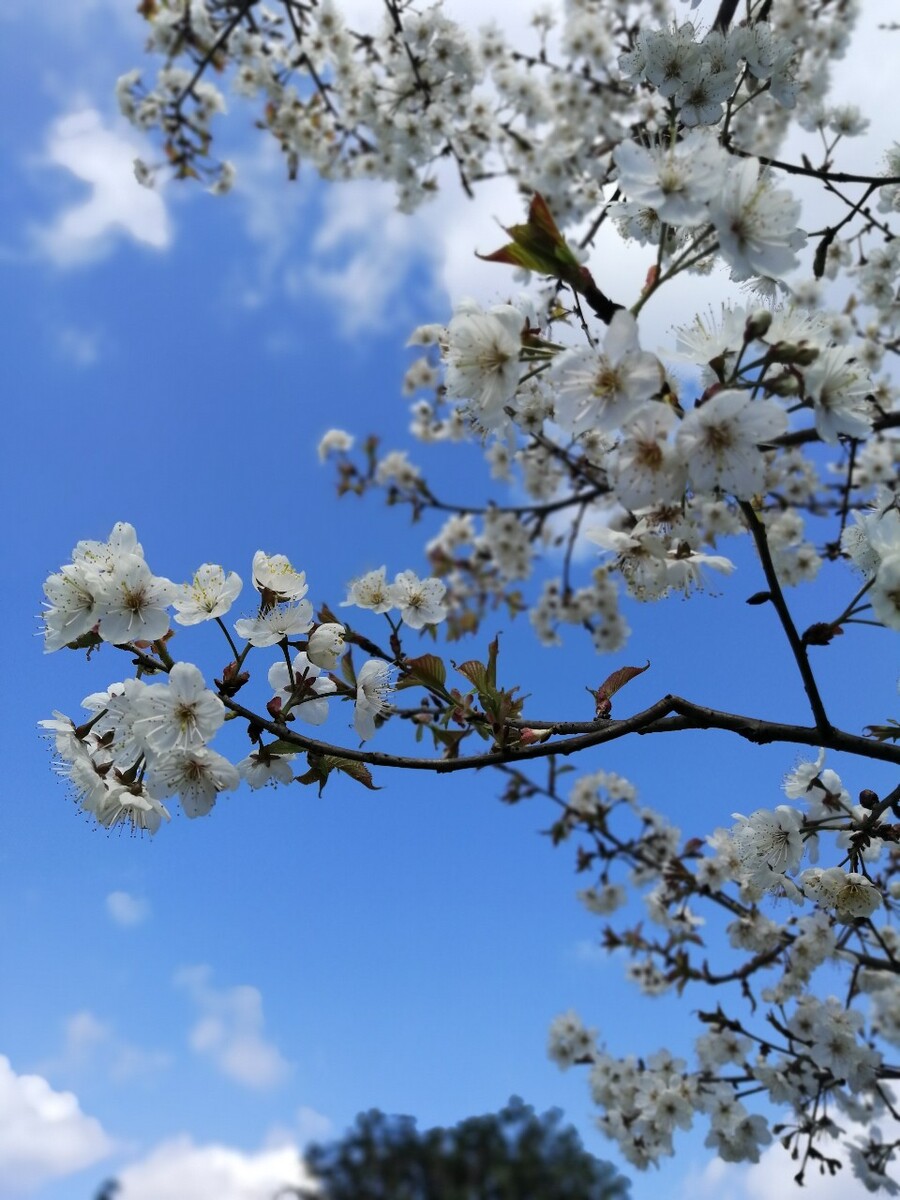南栀思慕 图虫