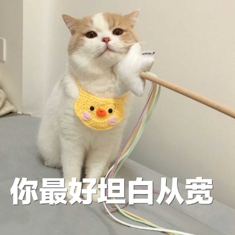 猫咪表情包合集