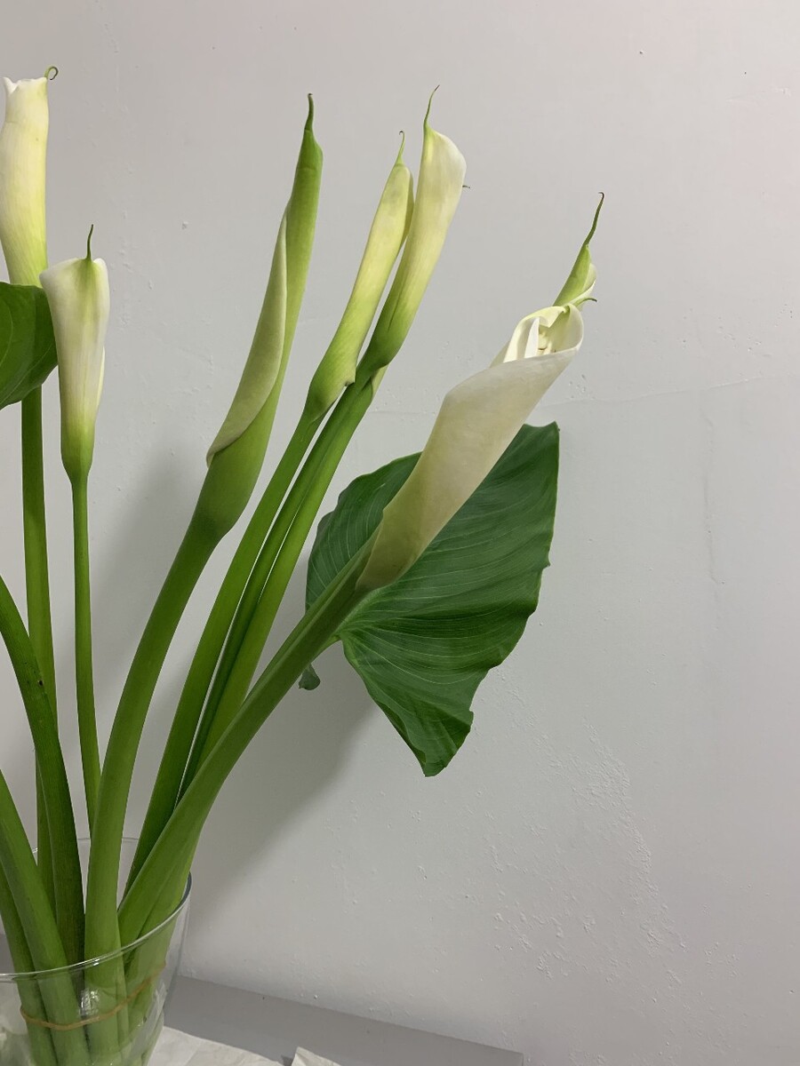 马蹄莲 摄影师161465322543138 图虫