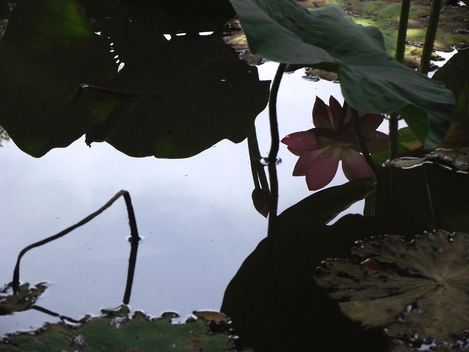 虚实 br /> 实的叶,虚的花!