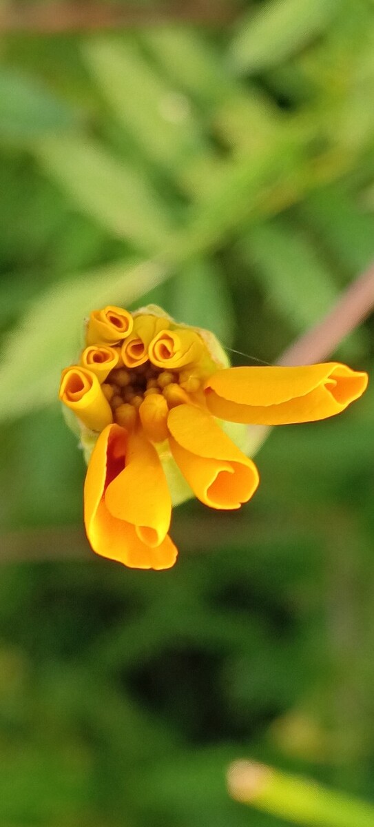 万寿菊花蕾