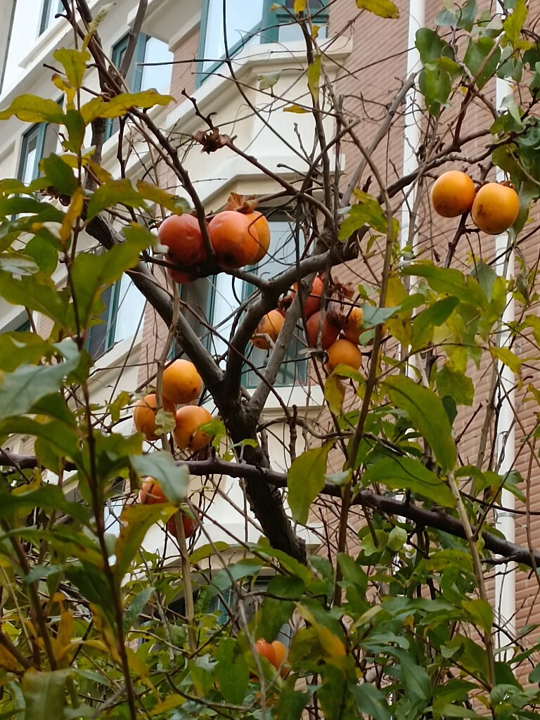 柿柿橙